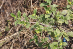 Acanthospermum hispidum